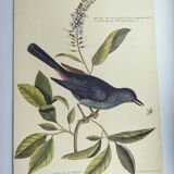 Old bird engraving -The Cat-Bird- Zoological plate by Seligmann & Catesby