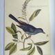 Old bird engraving -The Cat-Bird- Zoological plate by Seligmann & Catesby