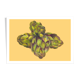 Still life - artichoke