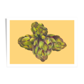Still life - artichoke