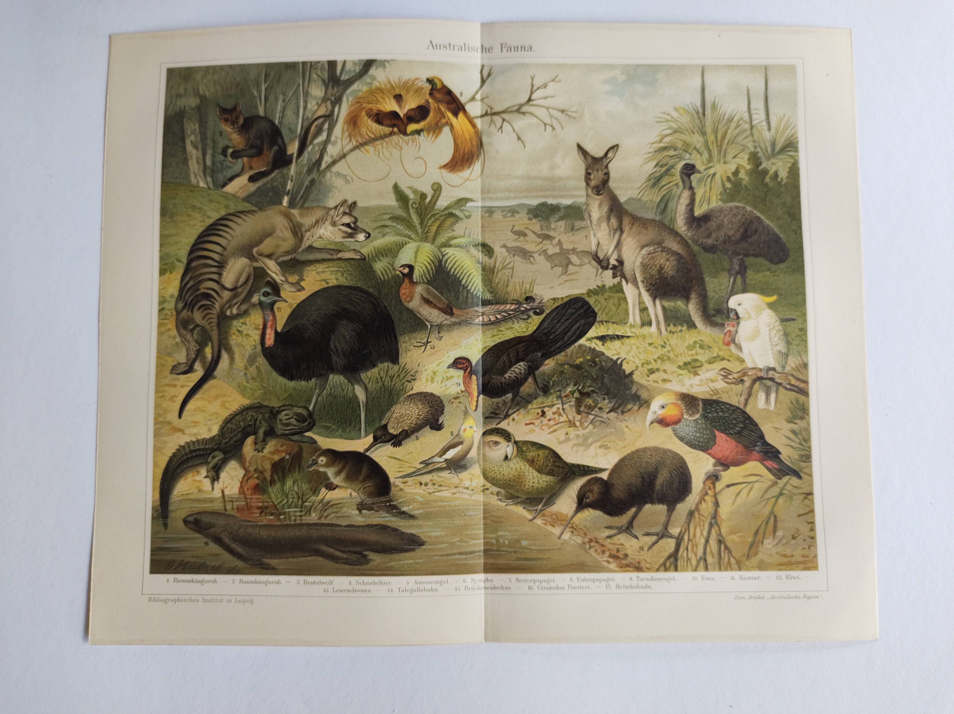Antique plate 1909 - Fauna and animals of Australia, Vintage lithograph