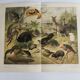 Antique plate 1909 - Fauna and animals of Australia, Vintage lithograph
