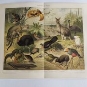 Antique plate 1909 - Fauna and animals of Australia, Vintage lithograph