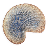 Unique shell dish