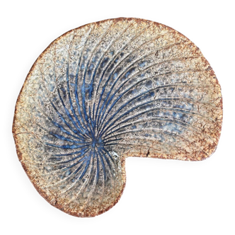 Unique shell dish