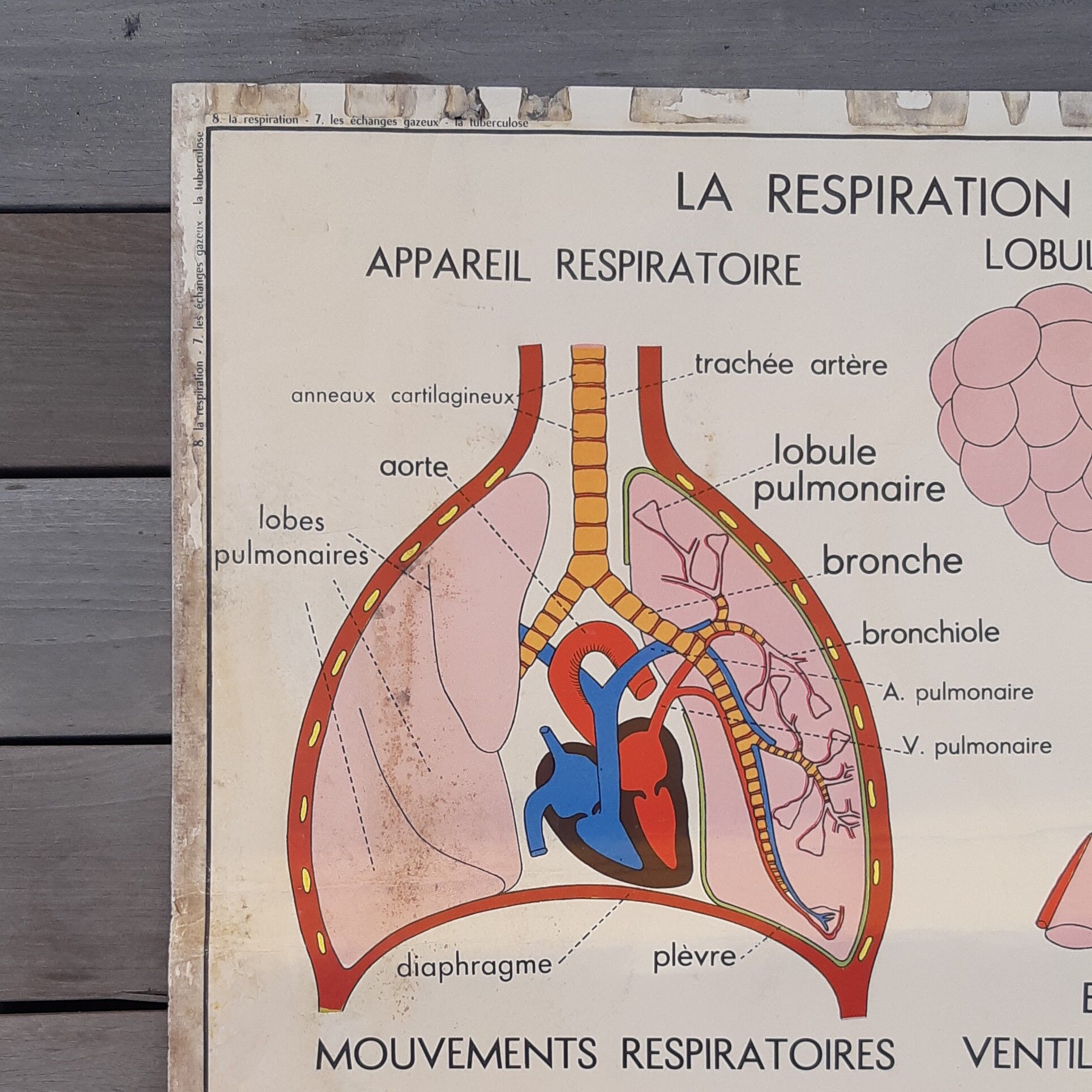 Rossignol educational poster