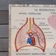 Affiche pédagogique Rossignol