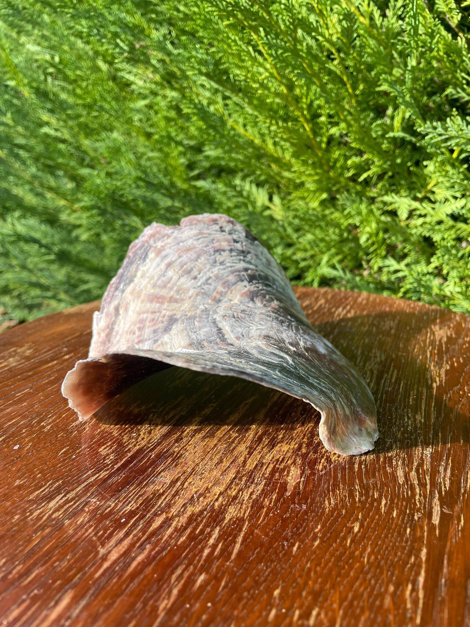 Large seashell: Placuna