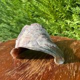 Large seashell: Placuna