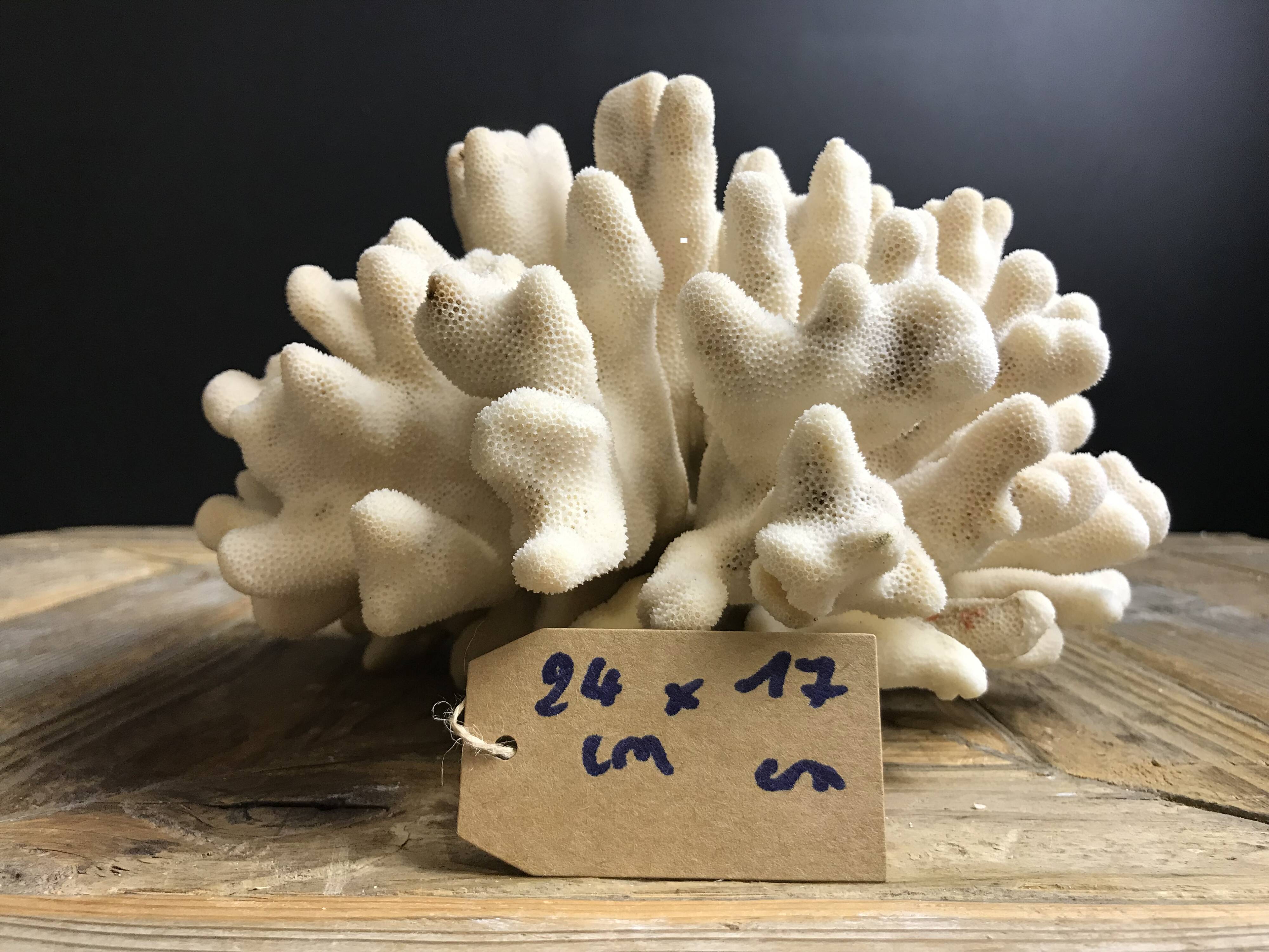 Coral elkhorn 39