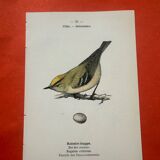 Naturalist engraving double-sided birds botanical plate