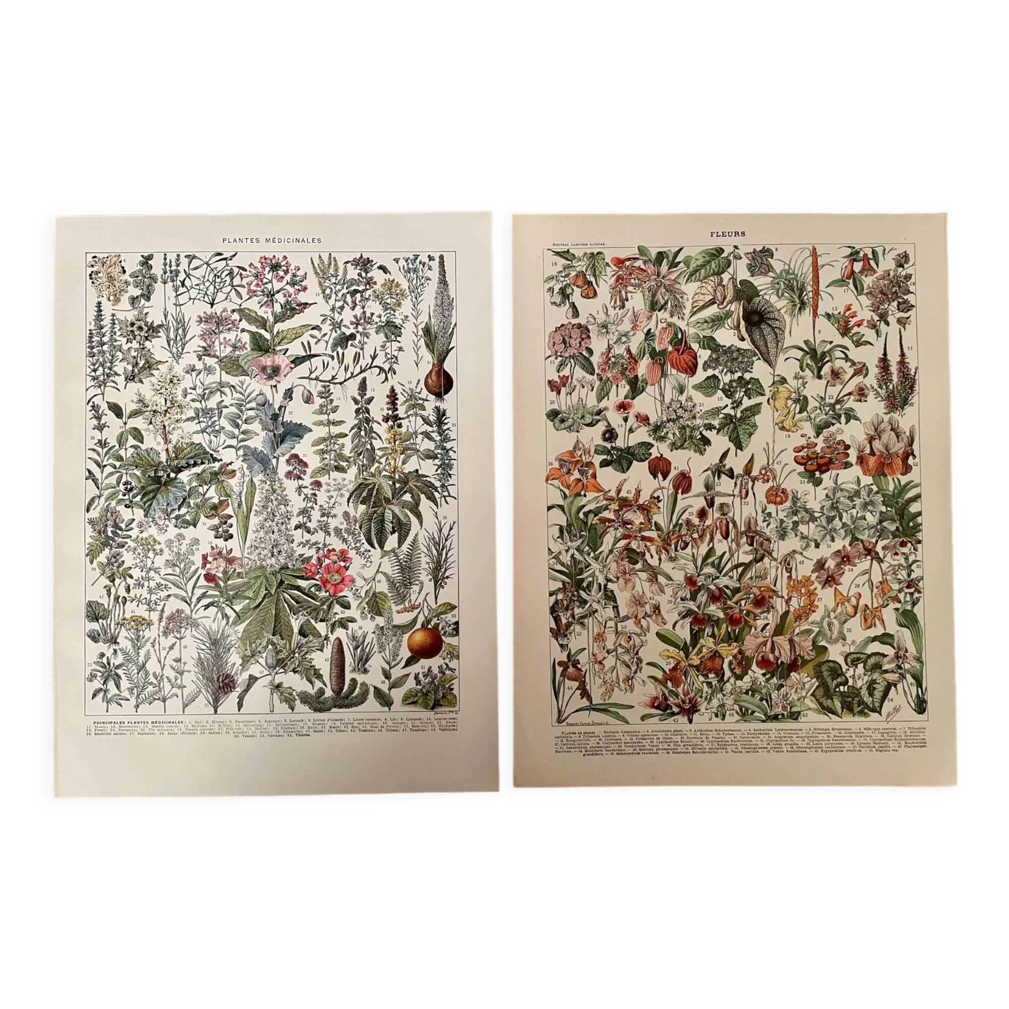 Set of 2 lithographs on XXth flowers
