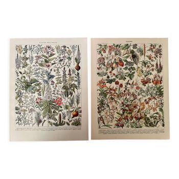 Lot de 2 lithographies sur les fleurs XXe