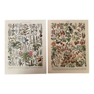 Set of 2 lithographs on XXth flowers