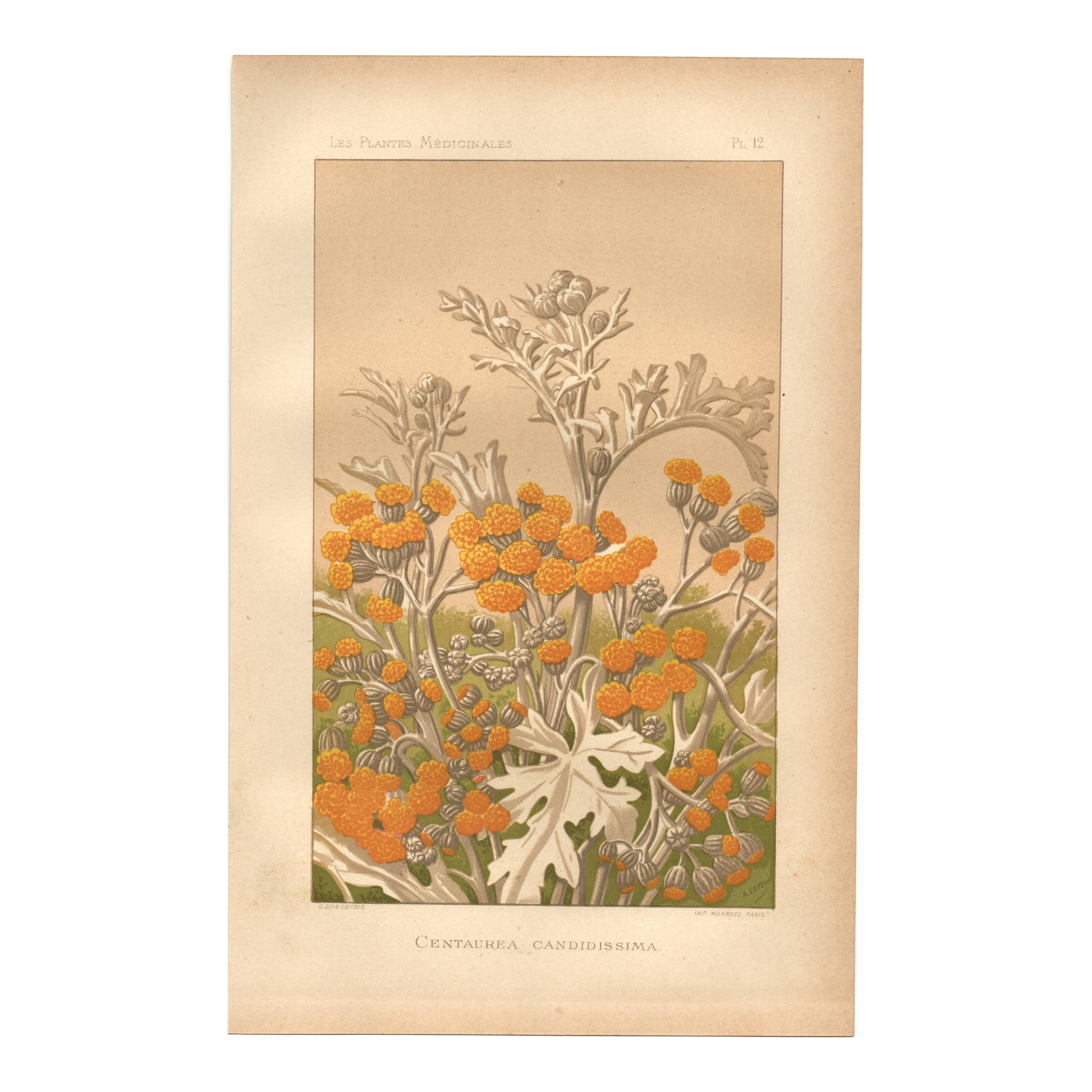 Planche Botanique de  1889 - Centaurée par Lefevre. Gravure ancienne nature