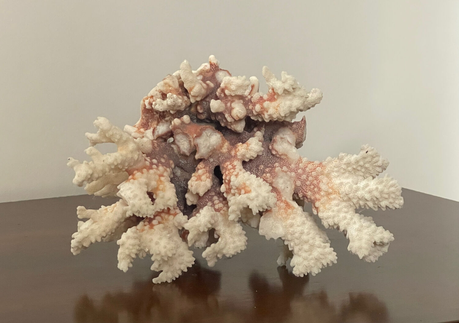 Natural branching coral.