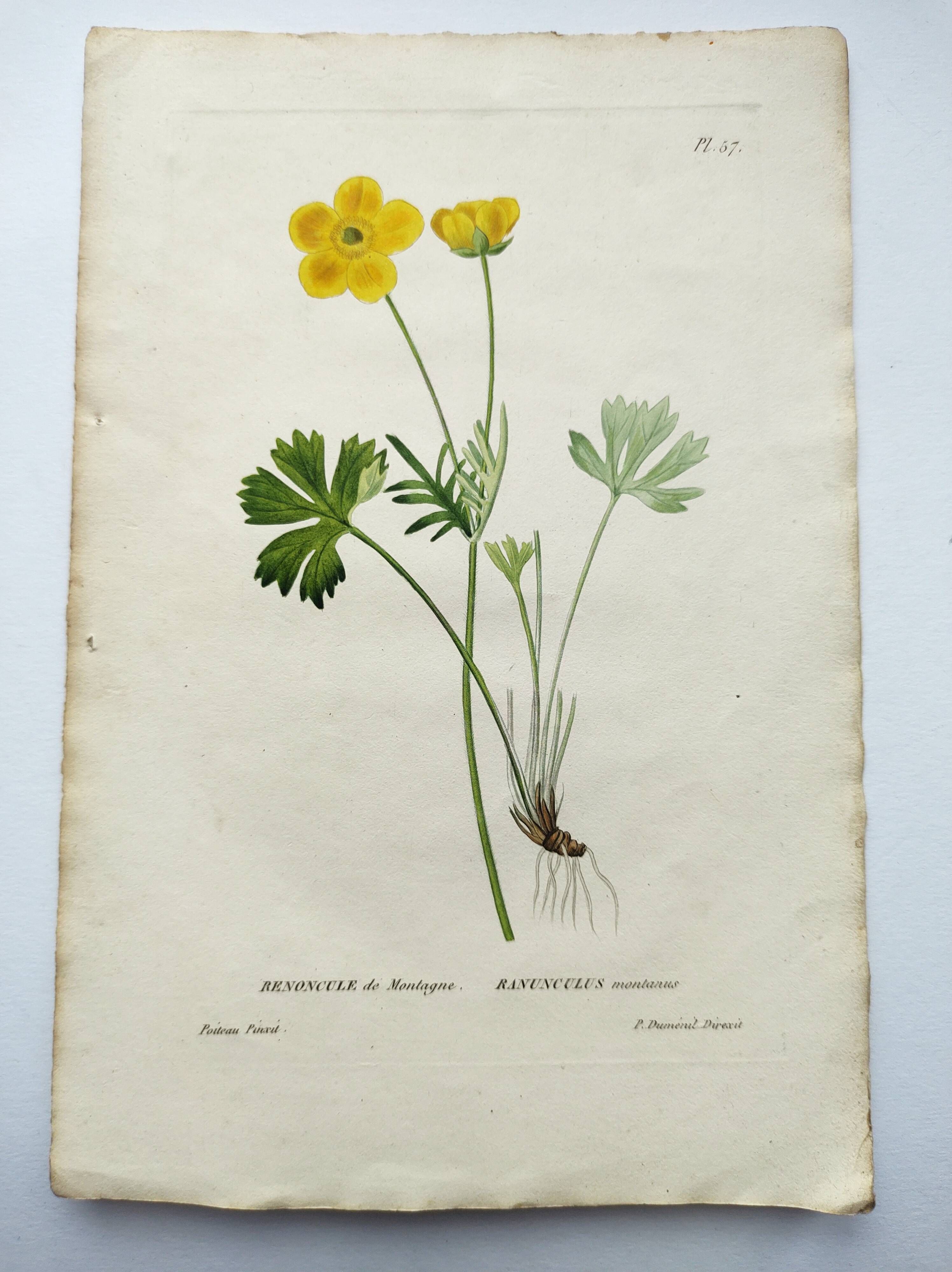 Antique botanical engraving from 1829 - Mountain Buttercup - By PA Poiteau. Hand colored.