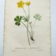Antique botanical engraving from 1829 - Mountain Buttercup - By PA Poiteau. Hand colored.