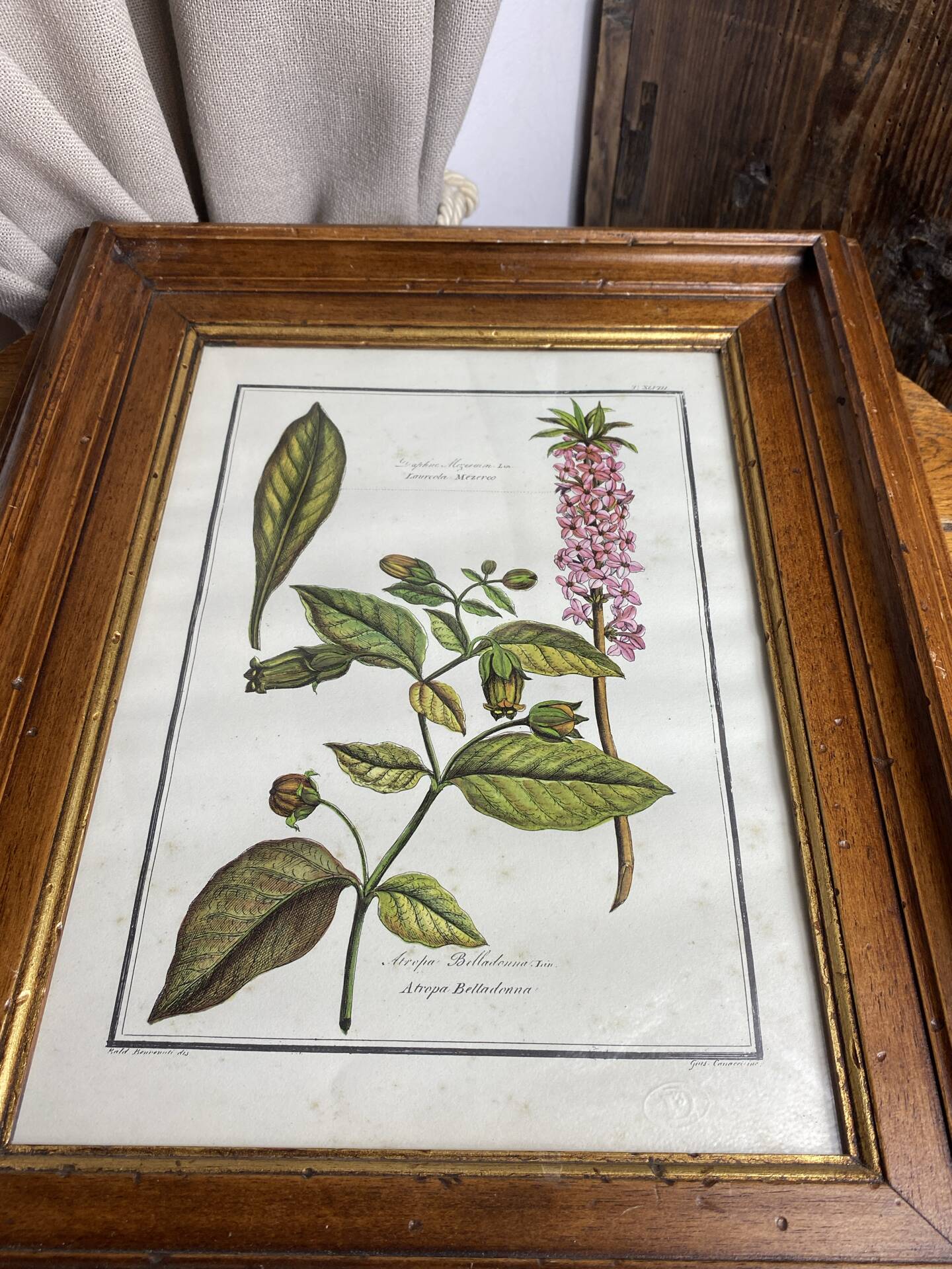 Framed botanical print, Atropa Belladonna