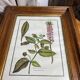 Framed botanical print, Atropa Belladonna