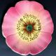 Assiette barbotine art déco fleur rose eglantine