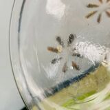 Ancienne carafe à liqueur en verre avec fleurs incrustées et dorures