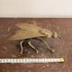 Ashtray Box Fly Cicada Articulated Brass Chiseled Vintage Display Object