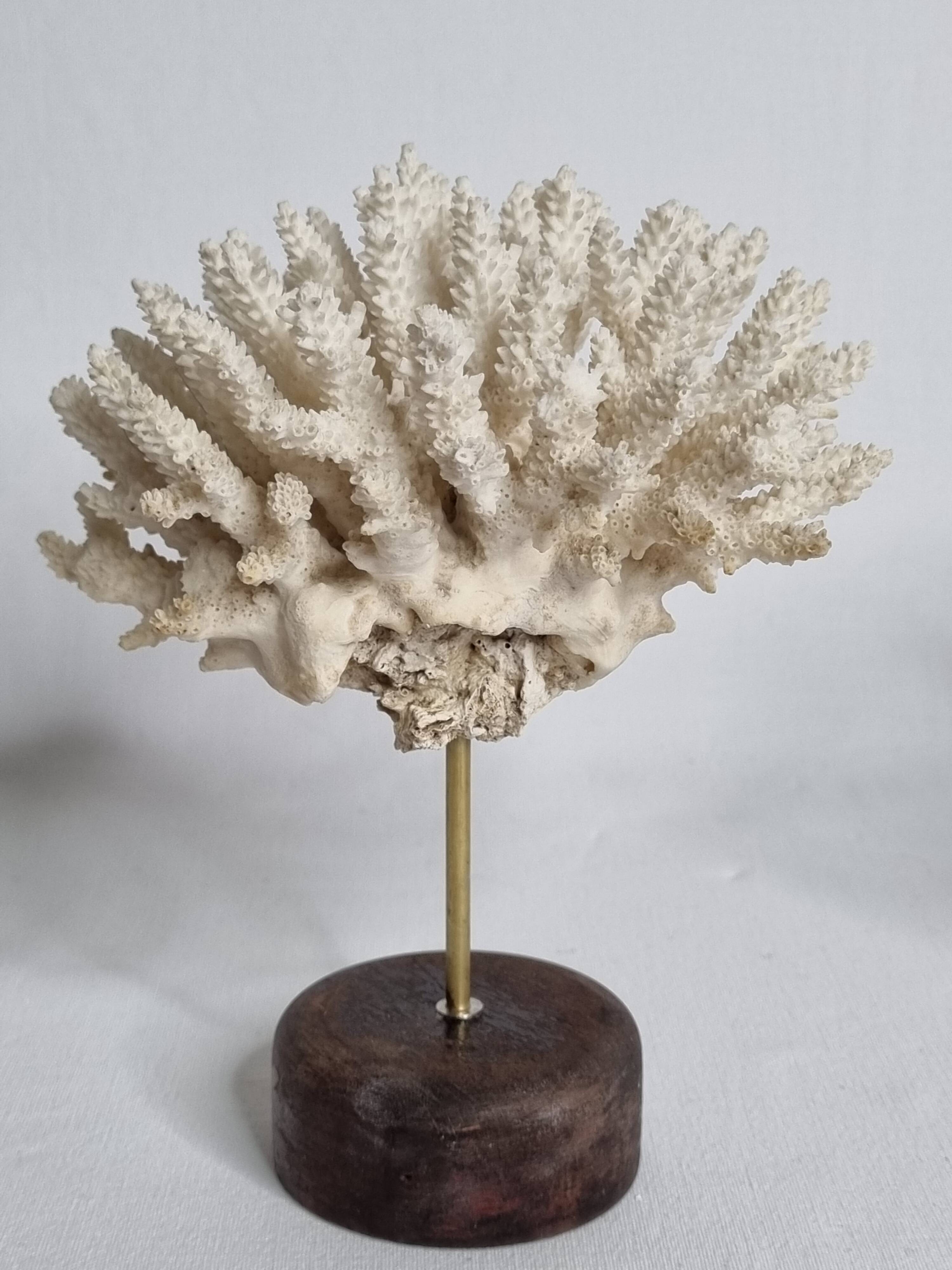 Set of three old white corals on base, 16 cm