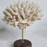 Set of three old white corals on base, 16 cm