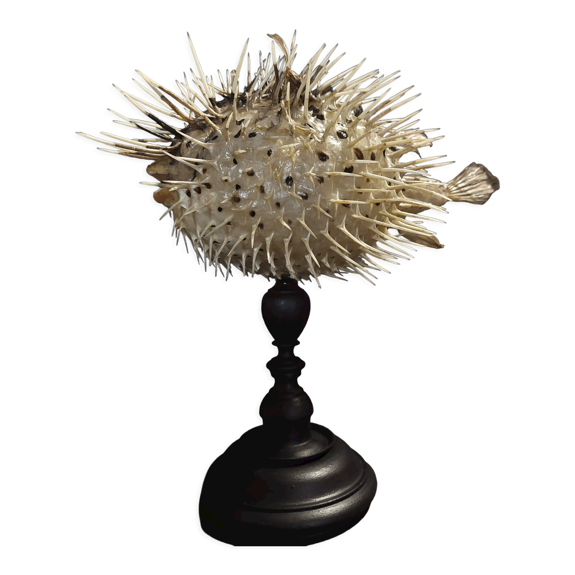 Cabinet of Curiosities naturalized fish diodon holocanthus on base