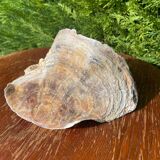 Large seashell: Placuna