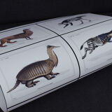 Lithograph chimeric engraving animal - the cariapocampus