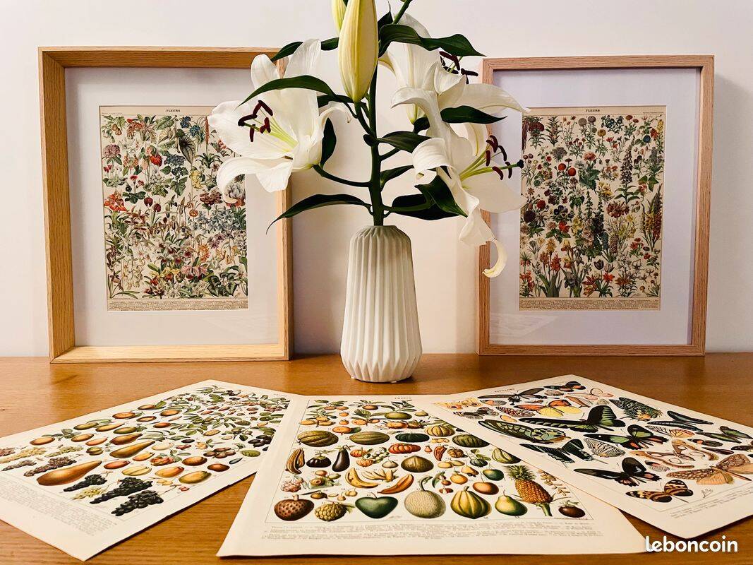 Lithograph on medicinal plants (absinthe) - 1930