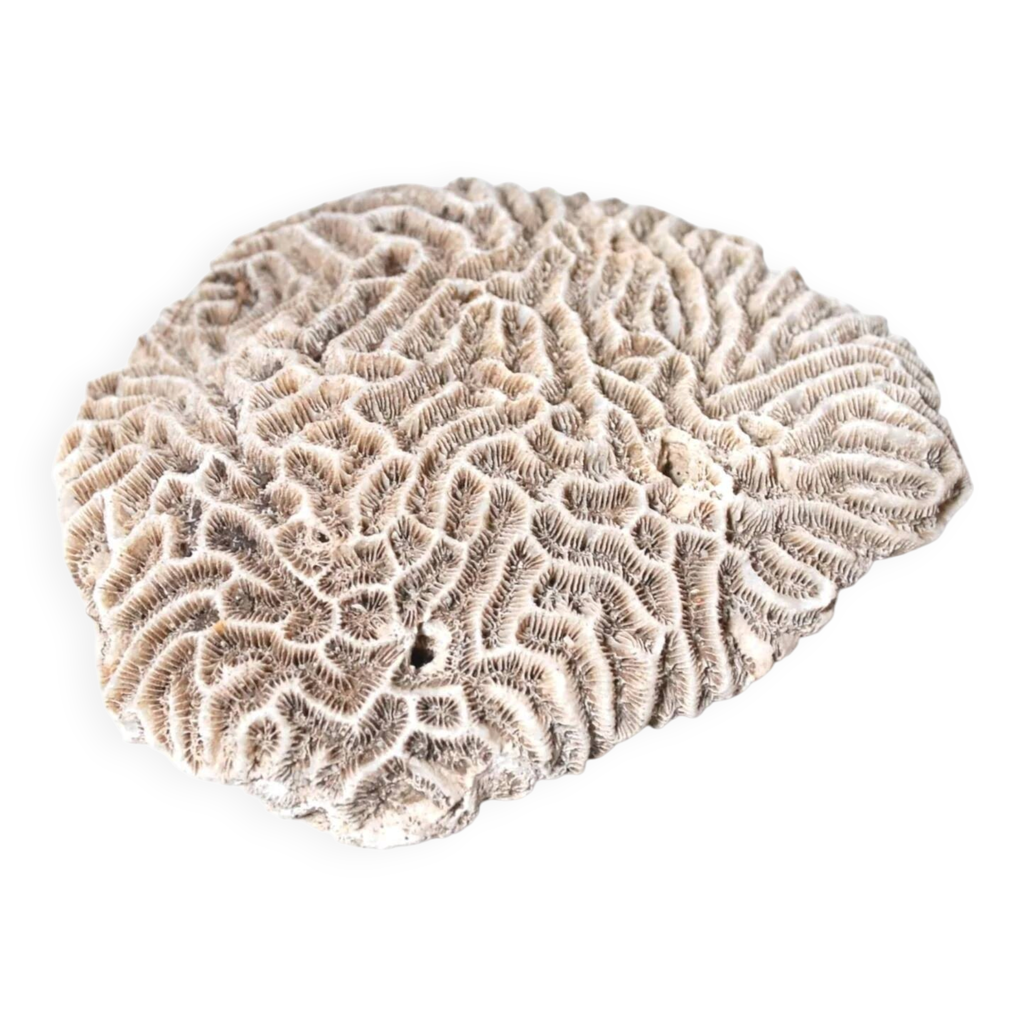 Natural white coral