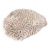 Natural white coral