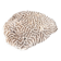 Natural white coral