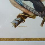 Birds collection No.13 Hepatior