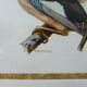 Birds collection No.13 Hepatior