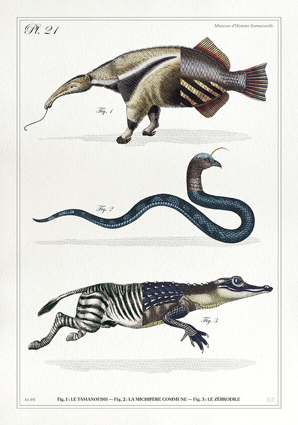 3 chimeras lithograph animal engraving