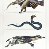 3 chimeras lithograph animal engraving