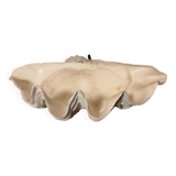 Clam