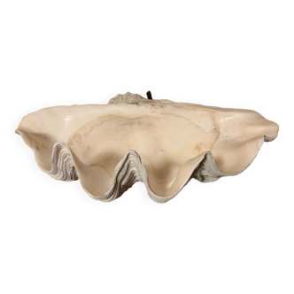 Clam