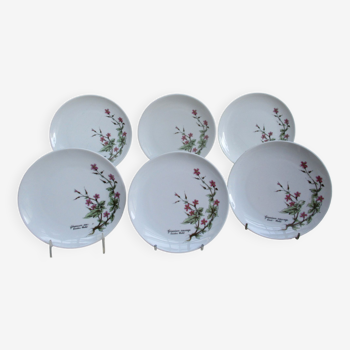 Fine porcelain dessert plates from Bavaria -botaniqu