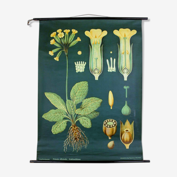 Grand Affiche Motif Primevère Botanique Vintage, annees 60, Floral Fleur