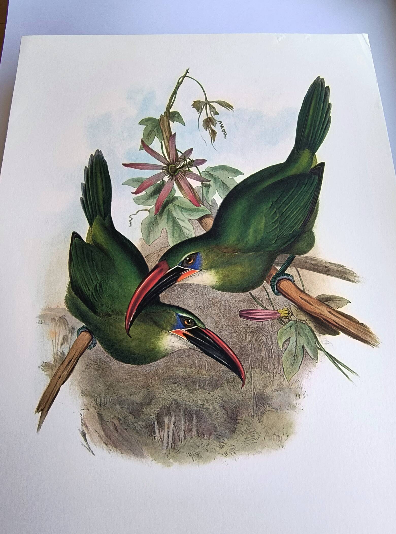 Illustration vintage. Toucanet à bec sillonné de J.Gould. 33x49 cm. oiseau
