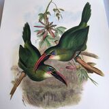 Illustration vintage. Toucanet à bec sillonné de J.Gould. 33x49 cm. oiseau