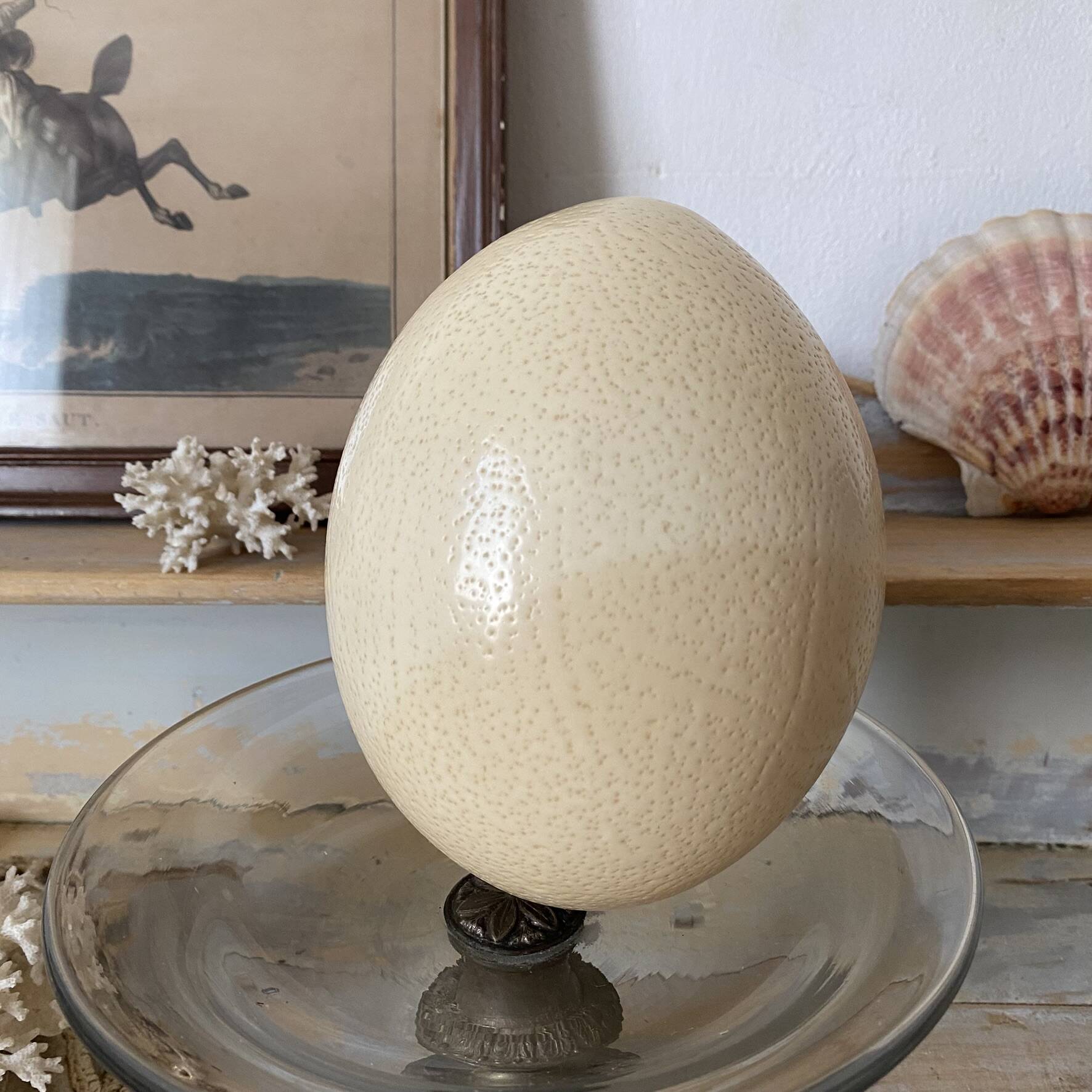 Ostrich egg curiosity cabinet