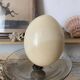 Ostrich egg curiosity cabinet