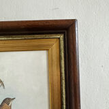 Antique illustration of a bird. Antique framed illustration of a bird.