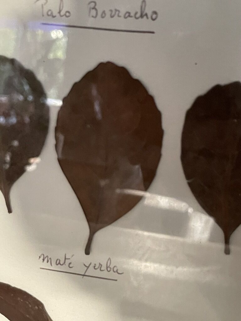 Herbier from Argentina